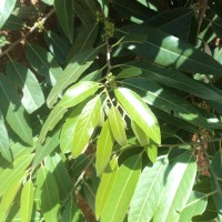 Casearia tomentosa subsp. reducta Verdc.